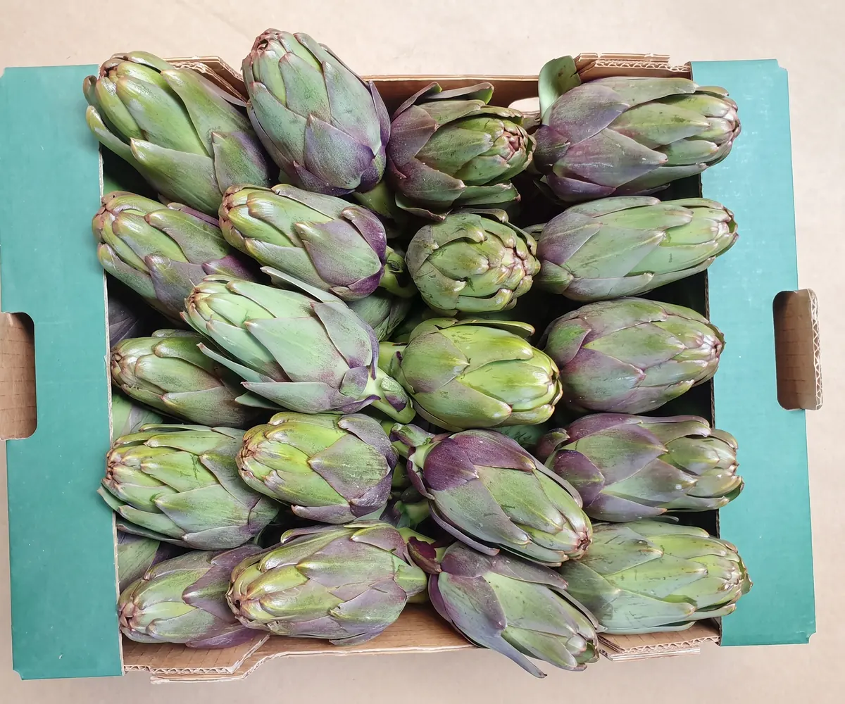 Fresh Egyptian artichokes