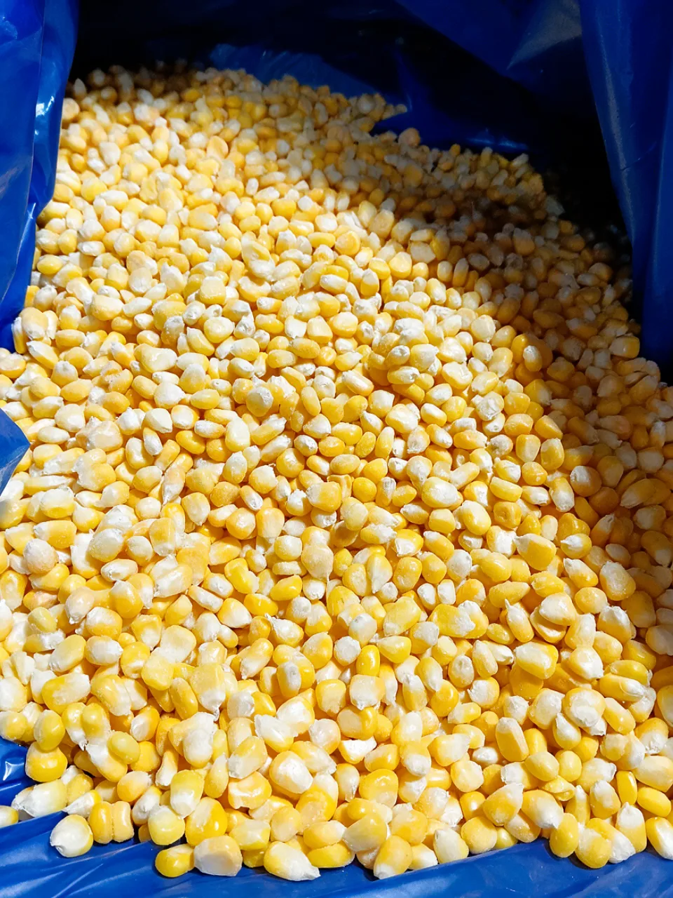 Egyptian frozen sweet corn kernels