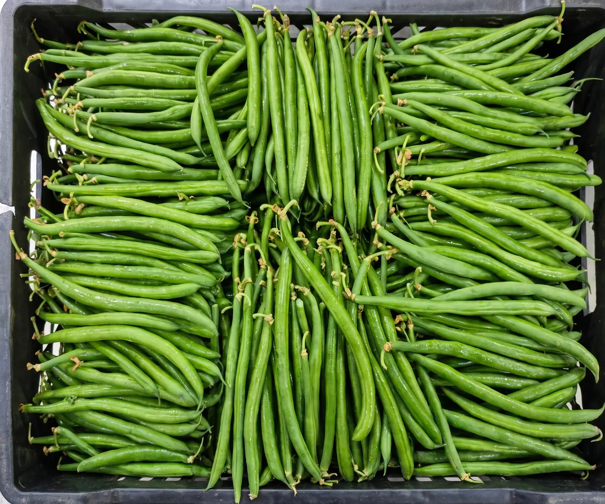 Fresh Egyptian green beans