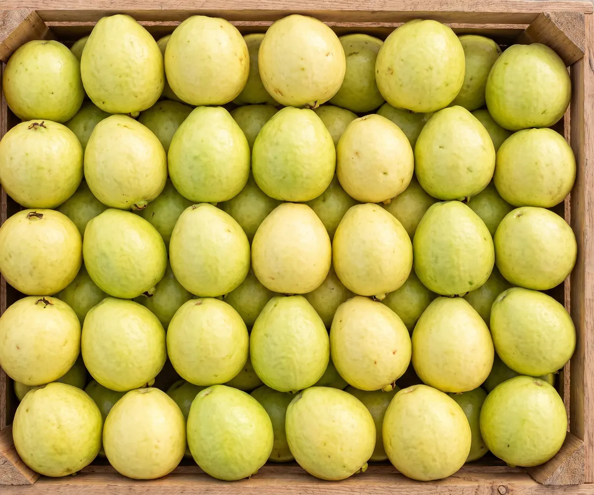 Fresh Egyptian guava