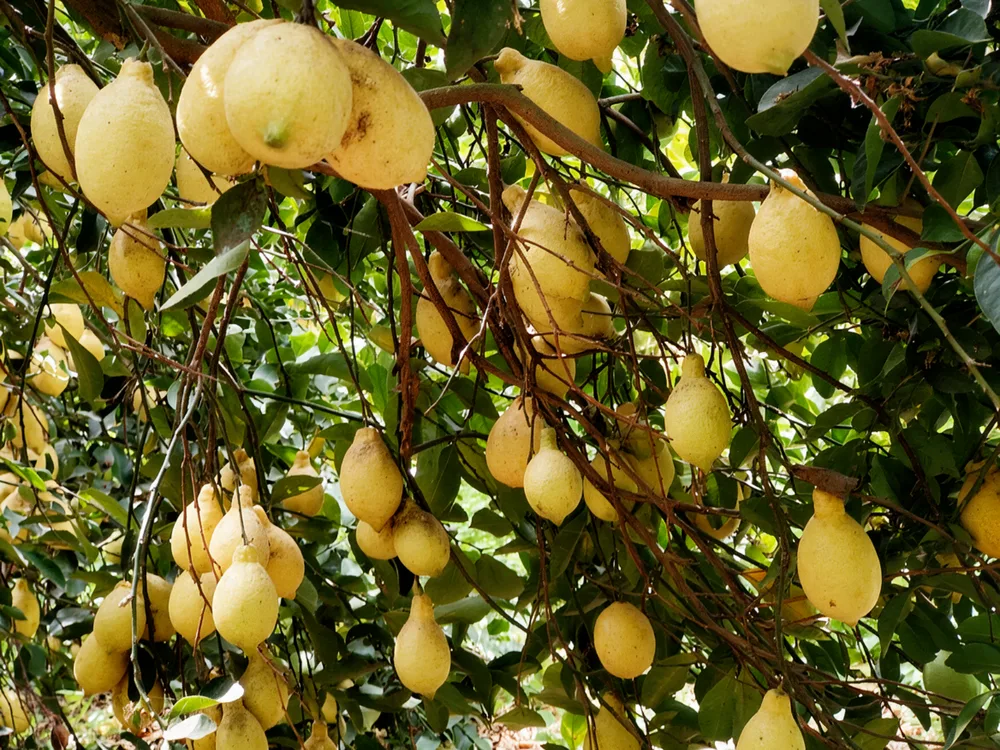 Fresh Egyptian lemons