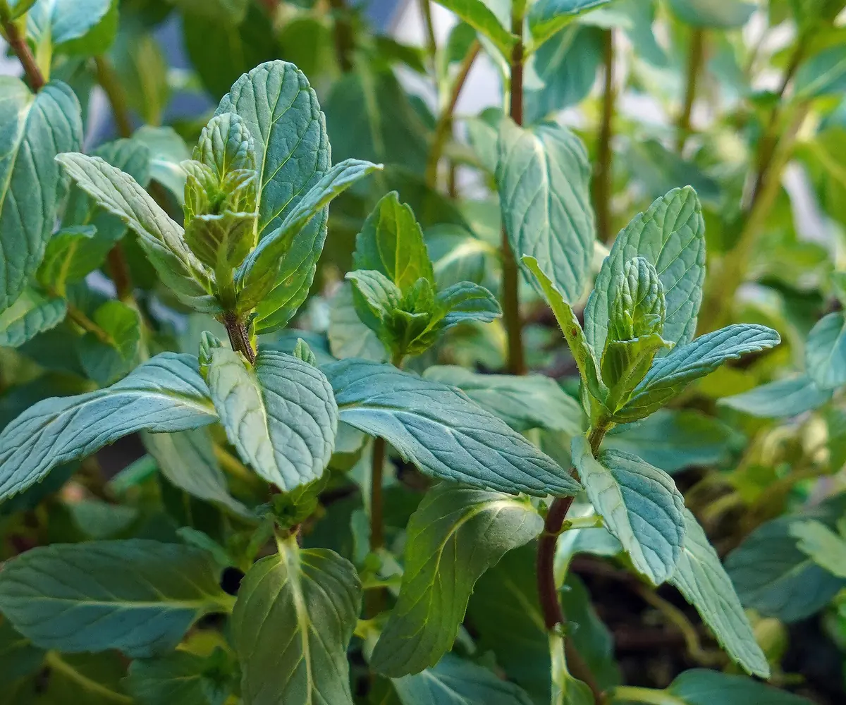 Spearmint plant, the raw material for Egyptian spearmint oil